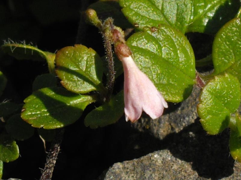 Linnaea borealis ssp americana photo